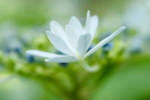 紫陽花の写真
