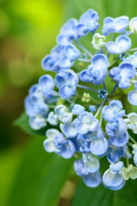 紫陽花の写真