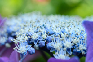 紫陽花の写真
