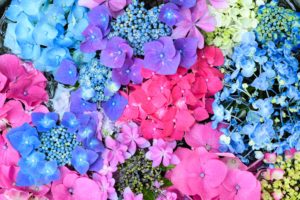 紫陽花の写真