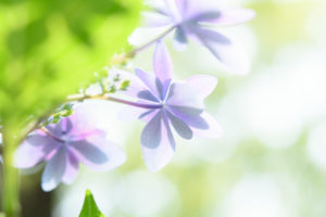 紫陽花の写真