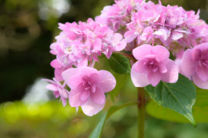 紫陽花の写真