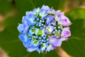 紫陽花の写真