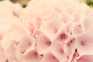 紫陽花の写真