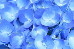 紫陽花の写真
