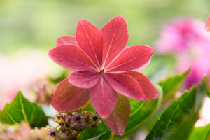 紫陽花の写真