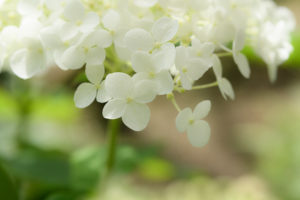 紫陽花の写真