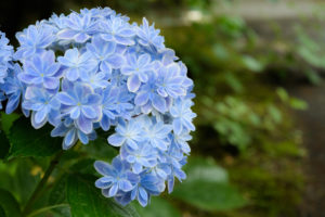 紫陽花の写真