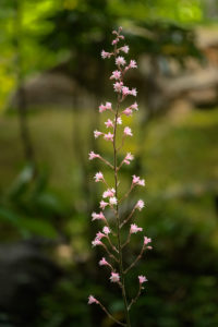 季節の花の写真