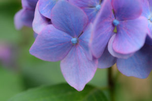 紫陽花の写真