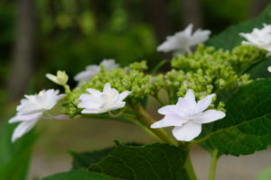 紫陽花の写真