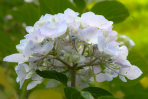 紫陽花の写真
