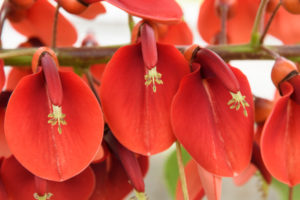 季節の花の写真