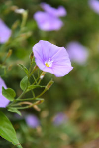 季節の花の写真