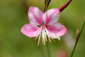 季節の花の写真