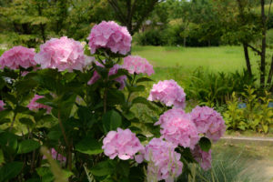 紫陽花の写真