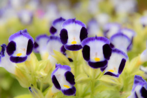 季節の花の写真