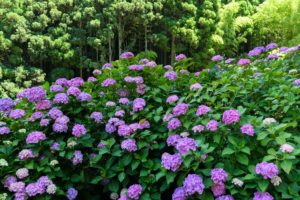 紫陽花の写真
