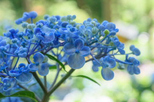 紫陽花の写真