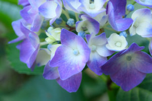 紫陽花の写真