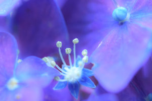 紫陽花の写真
