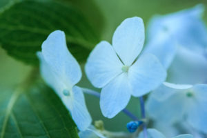 紫陽花の写真