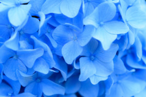 紫陽花の写真