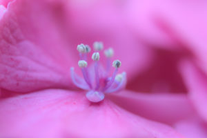 紫陽花の写真
