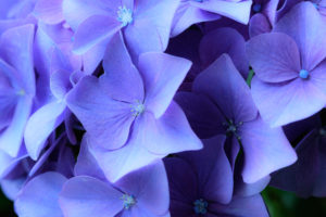 紫陽花の写真