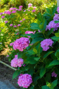 紫陽花の写真