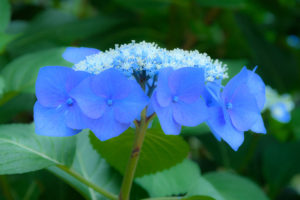 紫陽花の写真