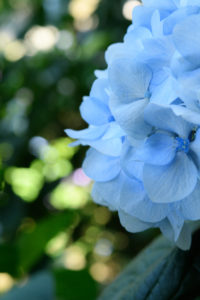 紫陽花の写真