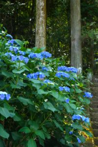 紫陽花の写真