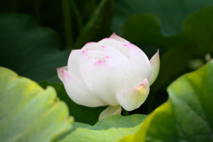 蓮の写真