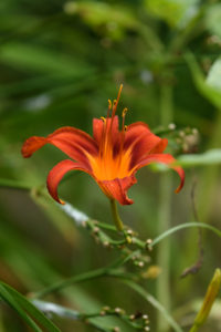 季節の花