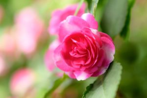 季節の花