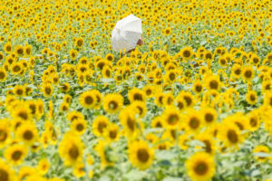 ひまわりの写真