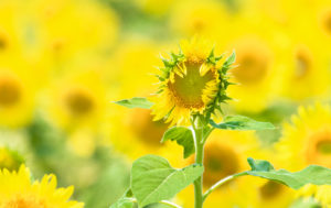 ひまわりの写真