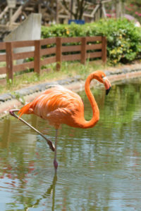 フラミンゴの写真