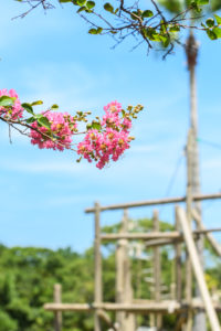 花の写真