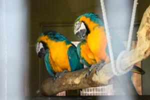 インコの写真