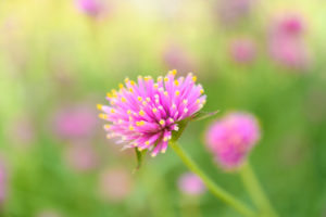 花の写真