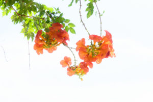花の写真