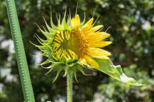 ひまわりの花