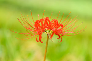 彼岸花の写真
