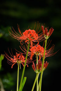 彼岸花の写真