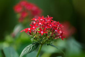 季節の花の写真