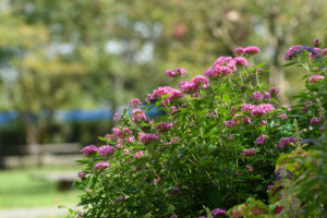 季節の花の写真