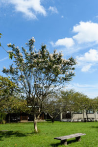 季節の花の写真