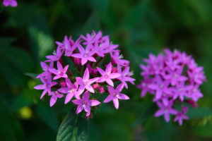 季節の花の写真